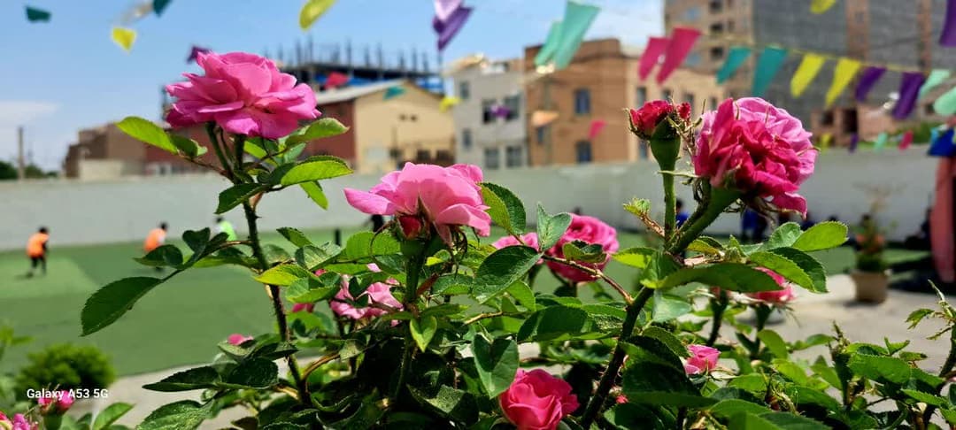 تصویر مقاله