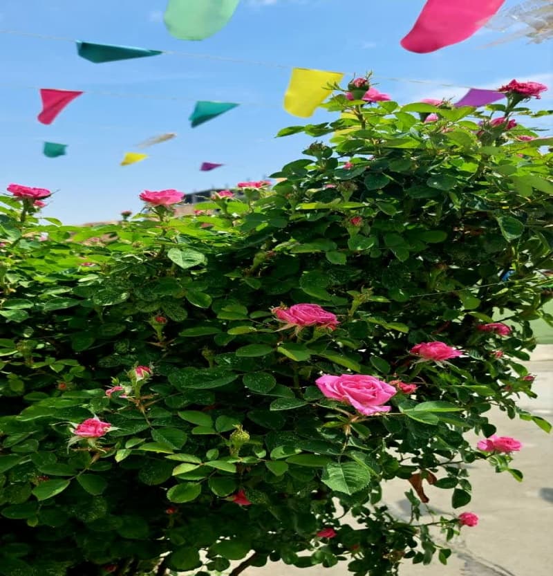 تصویر مقاله